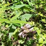 Cedronella canariensis Fiore