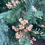 Sorbus koehneana Fruit