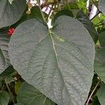 Clerodendrum speciosissimum Feuille