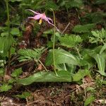 Erythronium revolutum Habitus