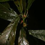 Acalypha apodanthes Leaf