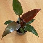 Philodendron erubescens Blatt