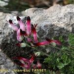 Fumaria macrosepala Цветок