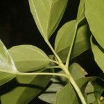 Dendropanax arboreus Blad