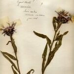Cheirolophus sempervirens Çiçek