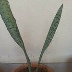 Dracaena hyacinthoides Leaf