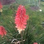 Kniphofia uvariaFlower