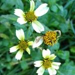 Bidens aurea Kvet