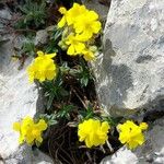 Helianthemum italicum List