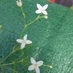 Moehringia muscosa Virág