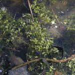 Lemna trisulca Hábito