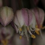 Allium atroviolaceum x Allium polyanthum Virág