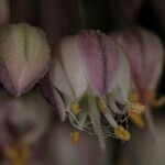 Allium atroviolaceum x Allium polyanthum Fula
