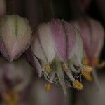 Allium atroviolaceum x Allium polyanthum Çiçek