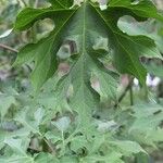 Montanoa hibiscifolia Frunză