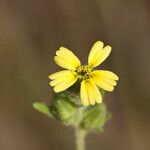 Madia gracilis Flor