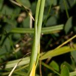 Carex vaginata Ŝelo