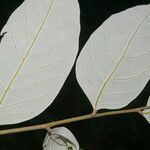 Licania hypoleuca Leaf