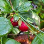 Vaccinium vitis-idaea Frutto