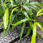 Evodia hortensis Hoja