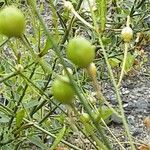 Anthericum ramosum Fula