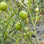 Anthericum ramosum Floare