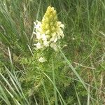 Pedicularis comosa Flor