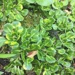 Saxifraga spathularis Leaf