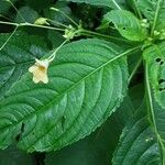 Impatiens parviflora पत्ता