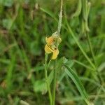 Crotalaria lanceolata Lorea