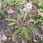 Taraxacum braun-blanquetii Leaf