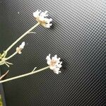 Dorycnium pentaphyllum Kwiat