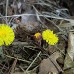 Tussilago farfaraBlüte