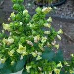 Nicotiana rustica Hábito