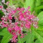 Spiraea tomentosa Virág