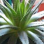 Aloe aristata Blatt