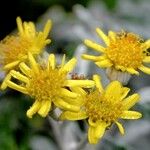 Jacobaea maritima Fleur