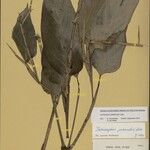 Ischnosiphon puberulus Fruto
