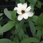 Zinnia spp. Λουλούδι
