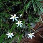 Zephyranthes candida موطن