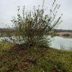 Ligustrum vulgare Habitat