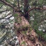 Taxus baccata Hábito