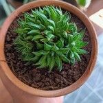 Haworthia marumiana Yaprak