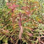 Euphorbia palustris Φύλλο