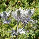 Eryngium alpinum Flower