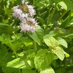 Mentha aquatica অভ্যাস