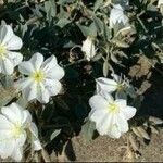 Eulobus californicus Flower