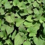 Houttuynia cordata ഇല