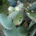 Opuntia engelmannii Leaf