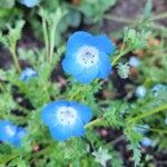 Nemophila menziesii 花